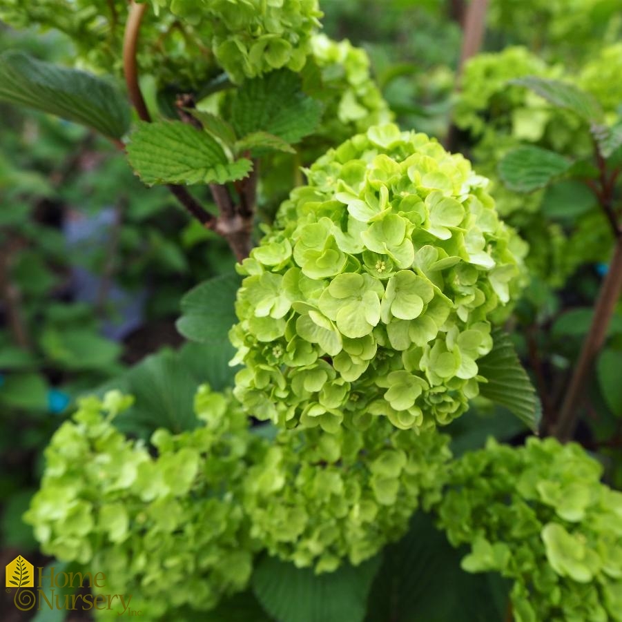 Viburnum plicatum Opening Day™