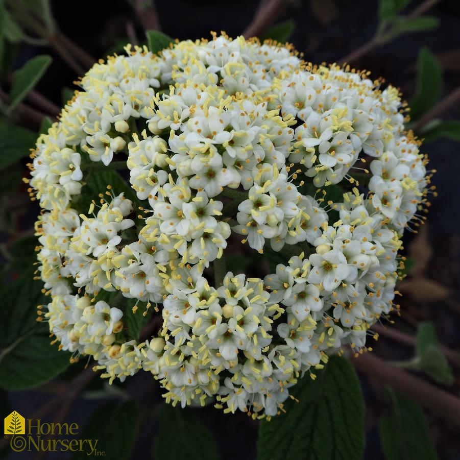 Viburnum rhytidophyllum 