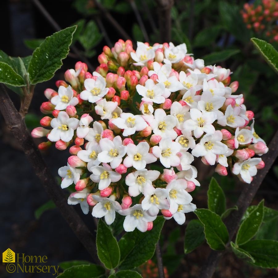 Viburnum x burkwoodii 