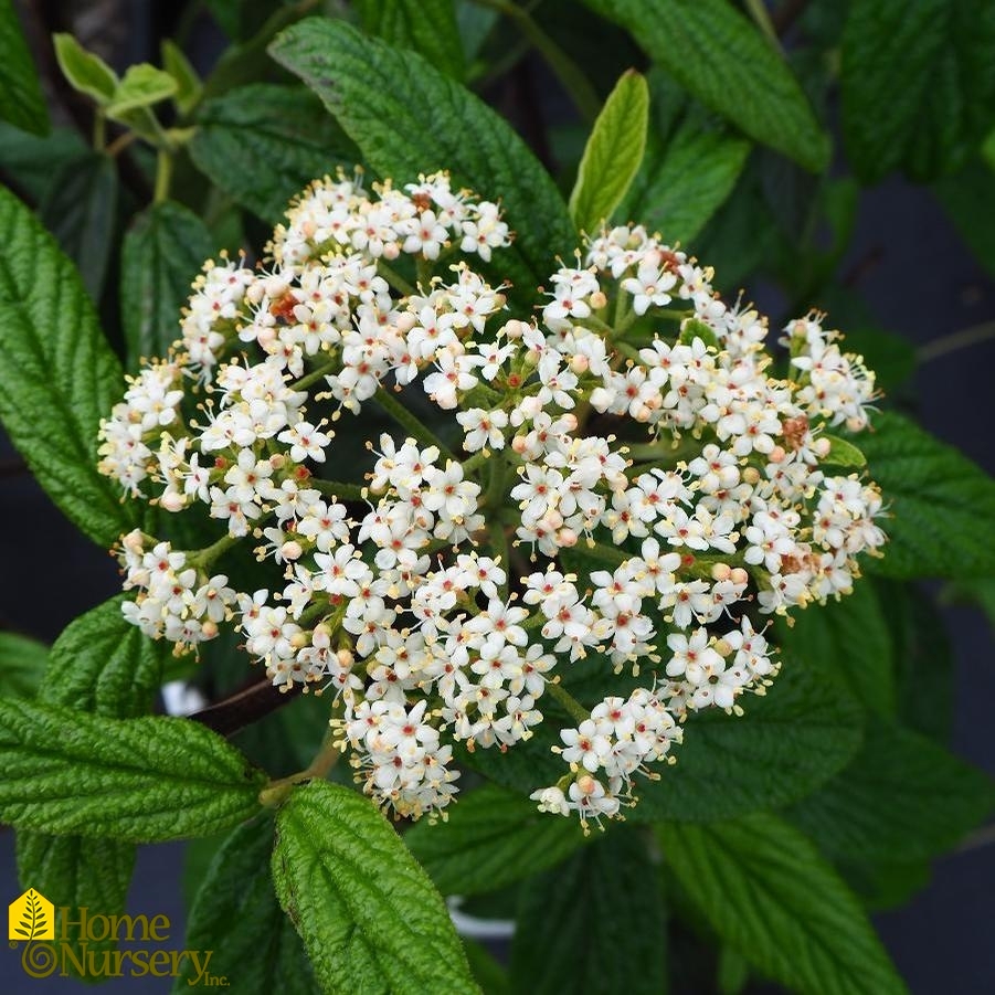 Viburnum x rhytidophylloides Emerald Envy®