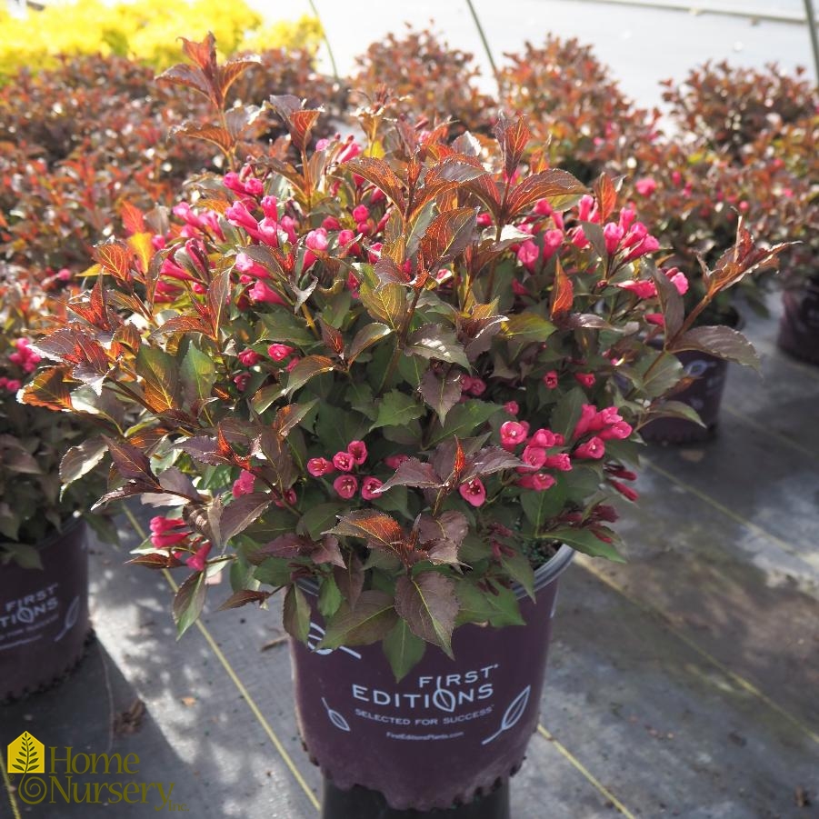 Weigela florida Shining Sensation™