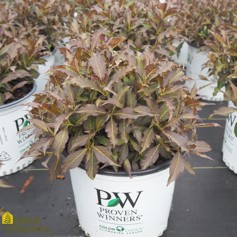 Weigela florida Spilled Wine®