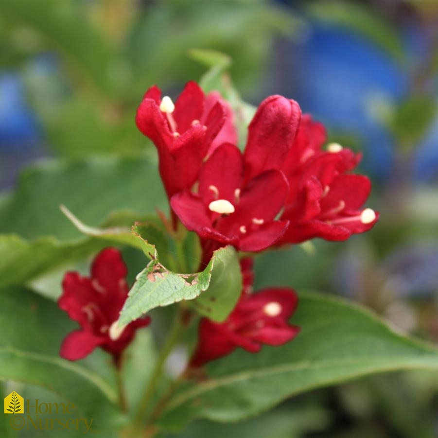 Weigela X Date Night™Maroon Swoon™ Weigela From Home Nursery