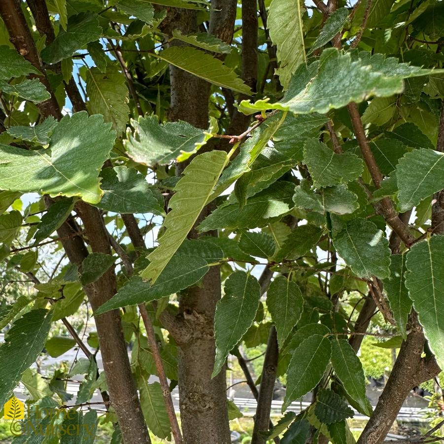 Zelkova serrata 'Green Vase'