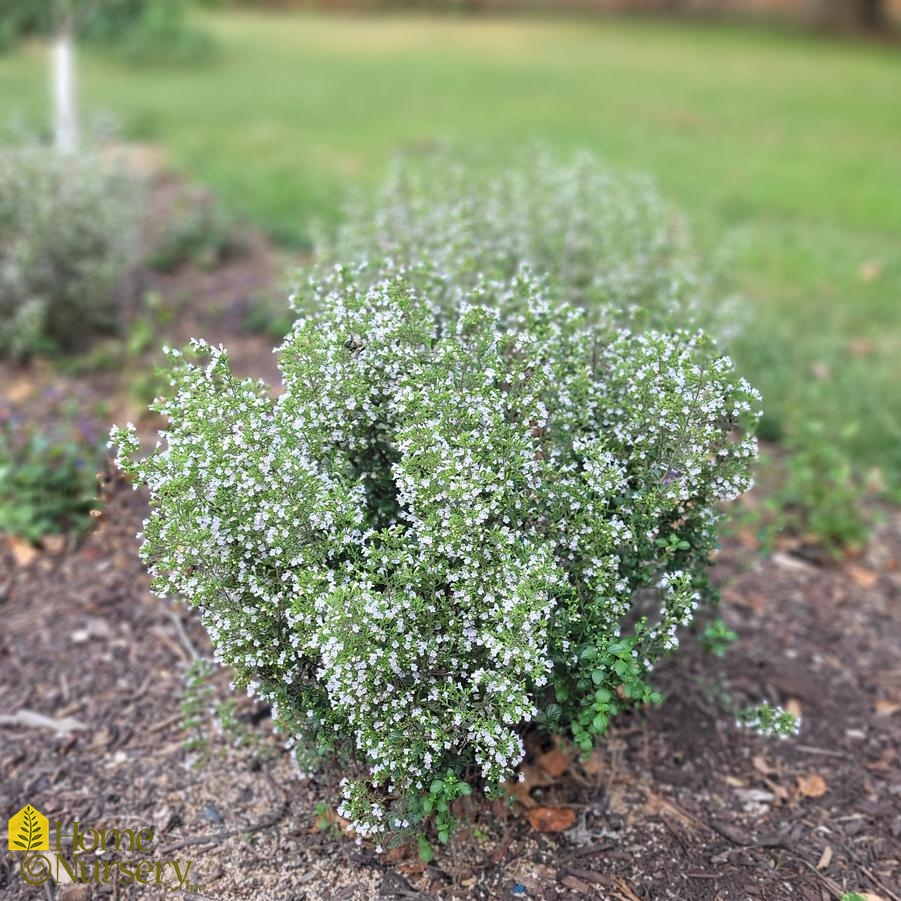 Calamintha nepeta subsp. nepeta 