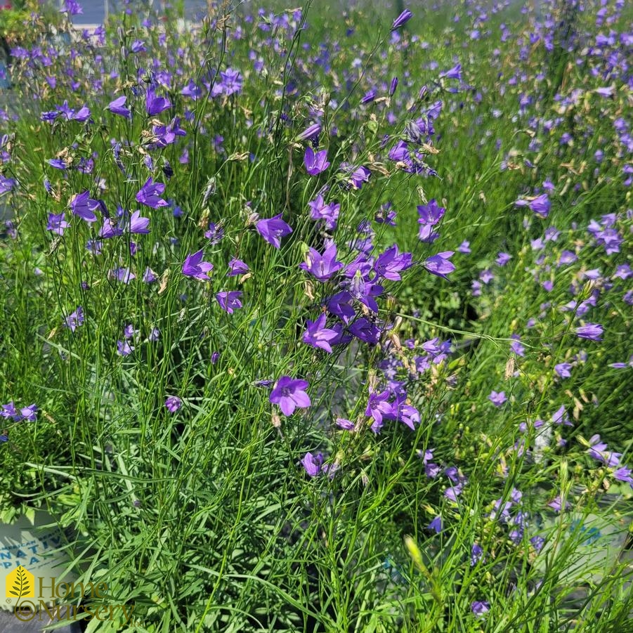 Campanula rotundifolia 