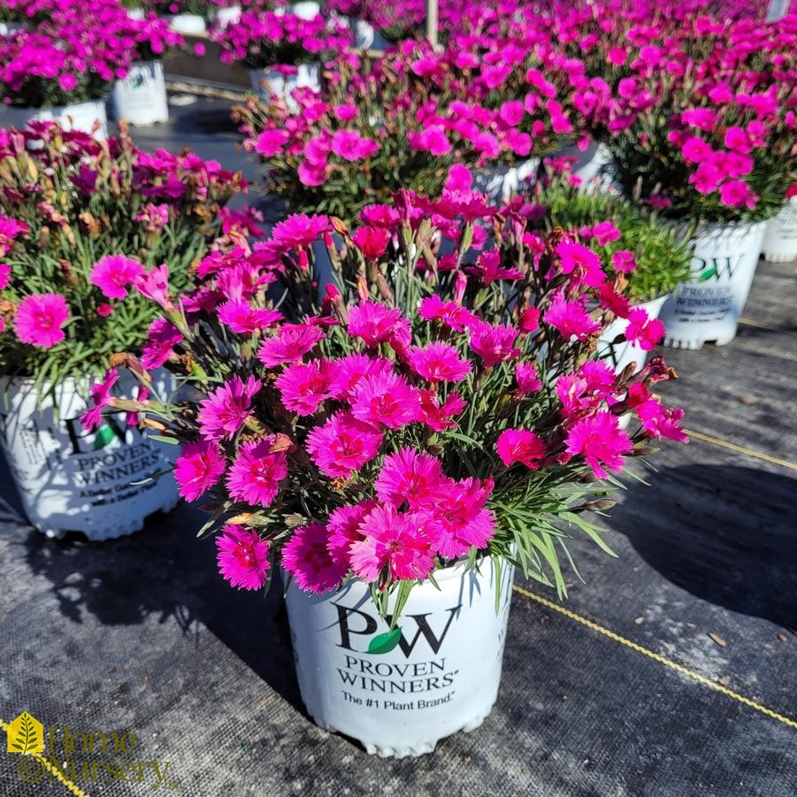 Dianthus x 'Paint the Town Fancy'