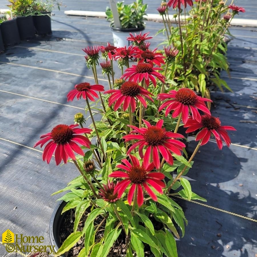 Echinacea x Sombrero® Baja Burgundy