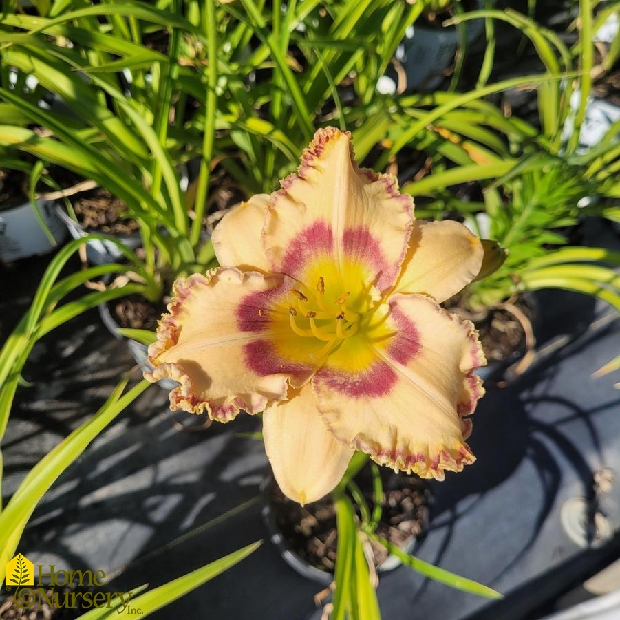 Hemerocallis x Rainbow Rhythm® King of Ages