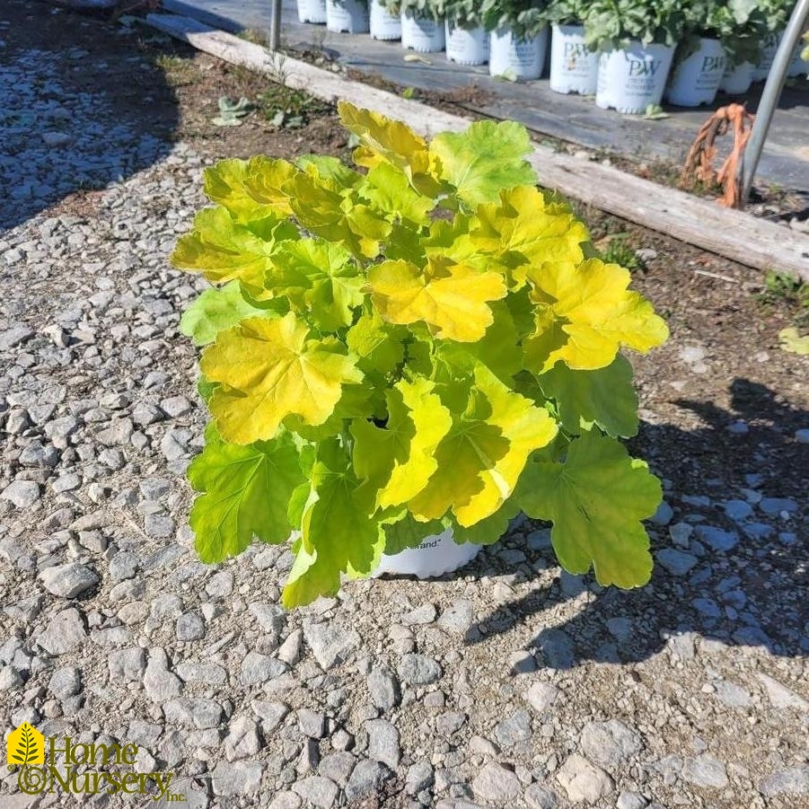 Heuchera x Primo® 'Pretty Pistachio'