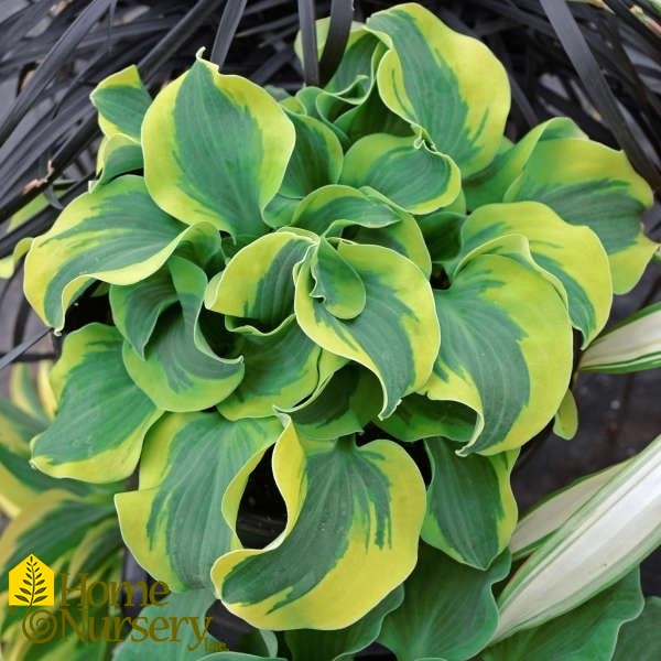 Hosta x 'School Mouse'