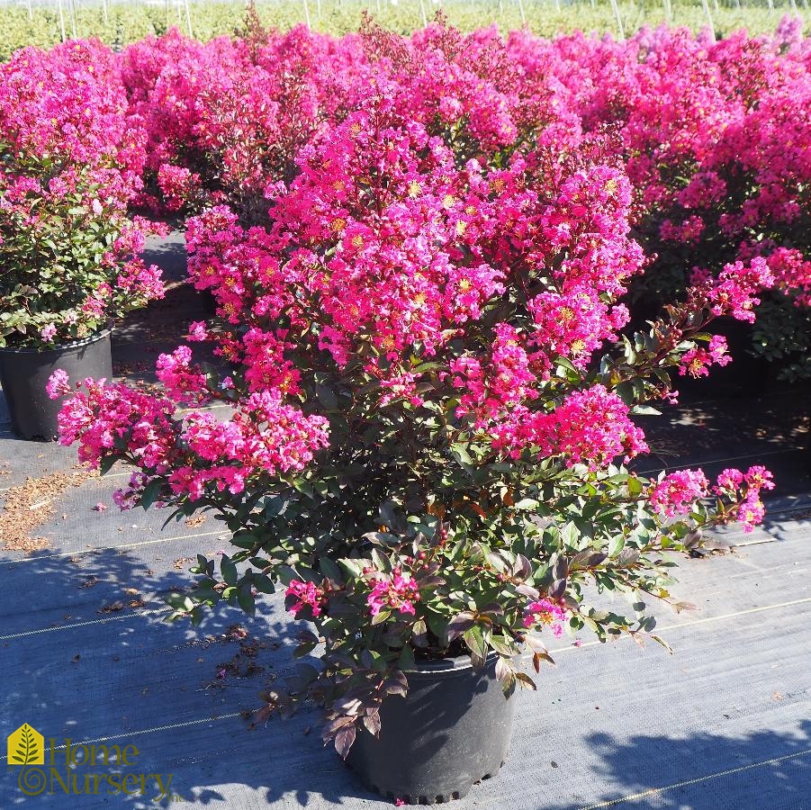 Lagerstroemia indica Barista® 'Brew Ha Ha'