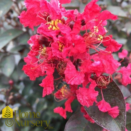 Lagerstroemia indica Rikki Tikki® Rouge