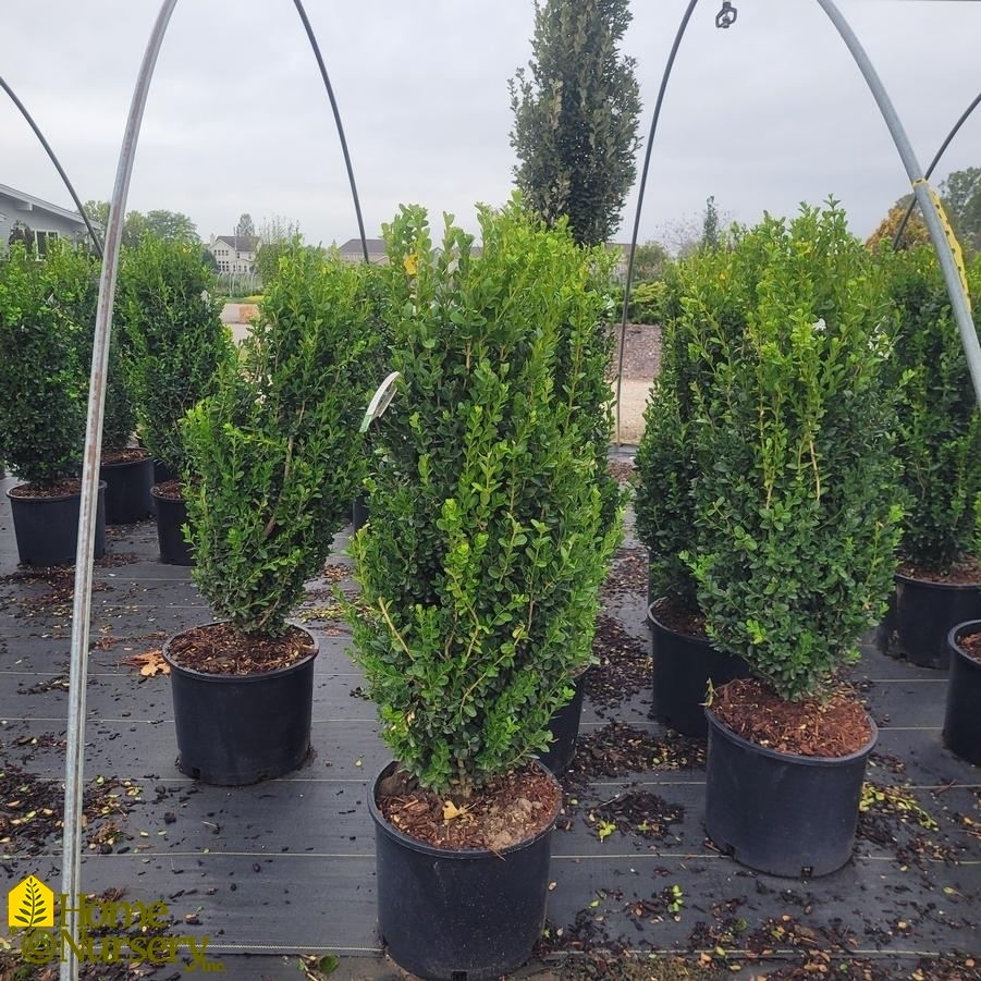 Buxus sempervirens 'Highlander'