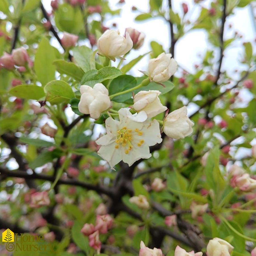 Malus x Lollipop®