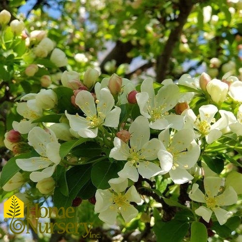 Malus x Sweet Sugar Time®