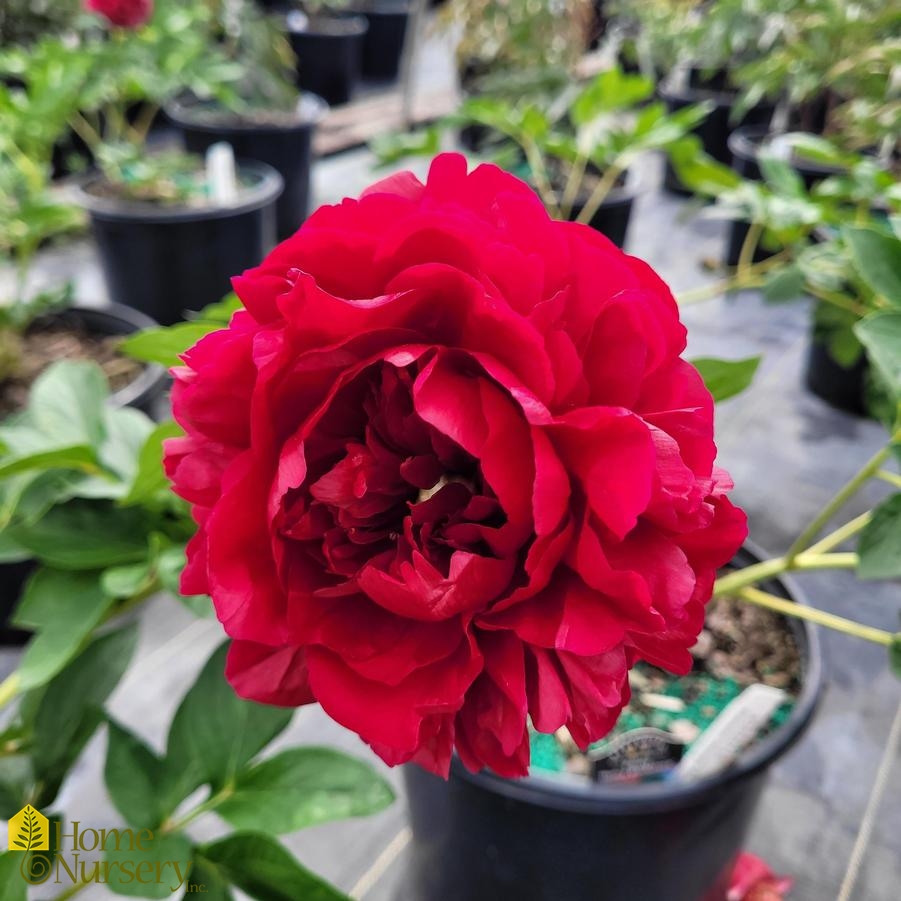 Paeonia x 'Henry Bockstoce'