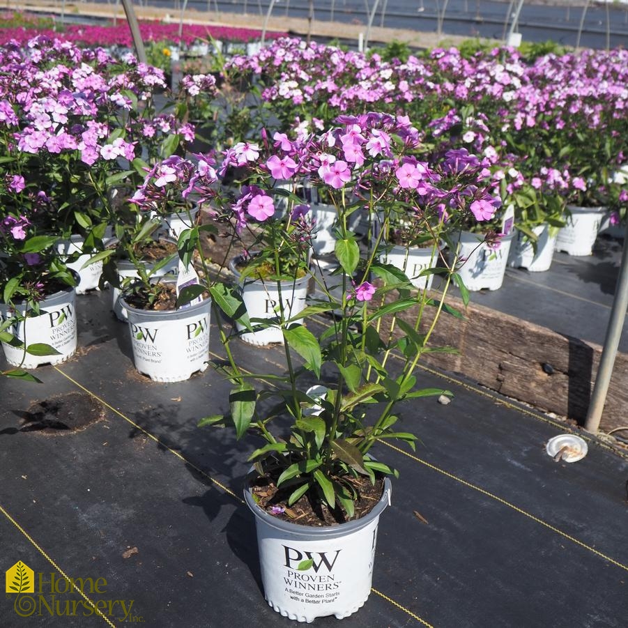 Phlox x 'Cloudburst'