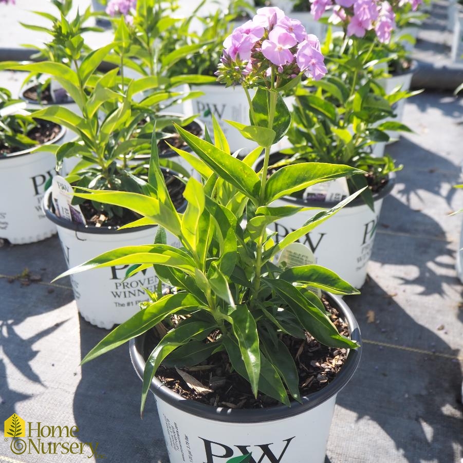 Phlox x 'Opening Act Blush'