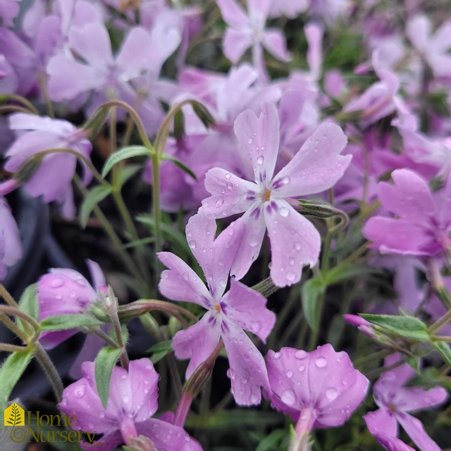 Phlox subulata Spring Bling™ 'Pink Sparkles'