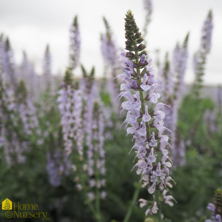 Salvia nemerosa Color Spires® 'Crystal Blue'