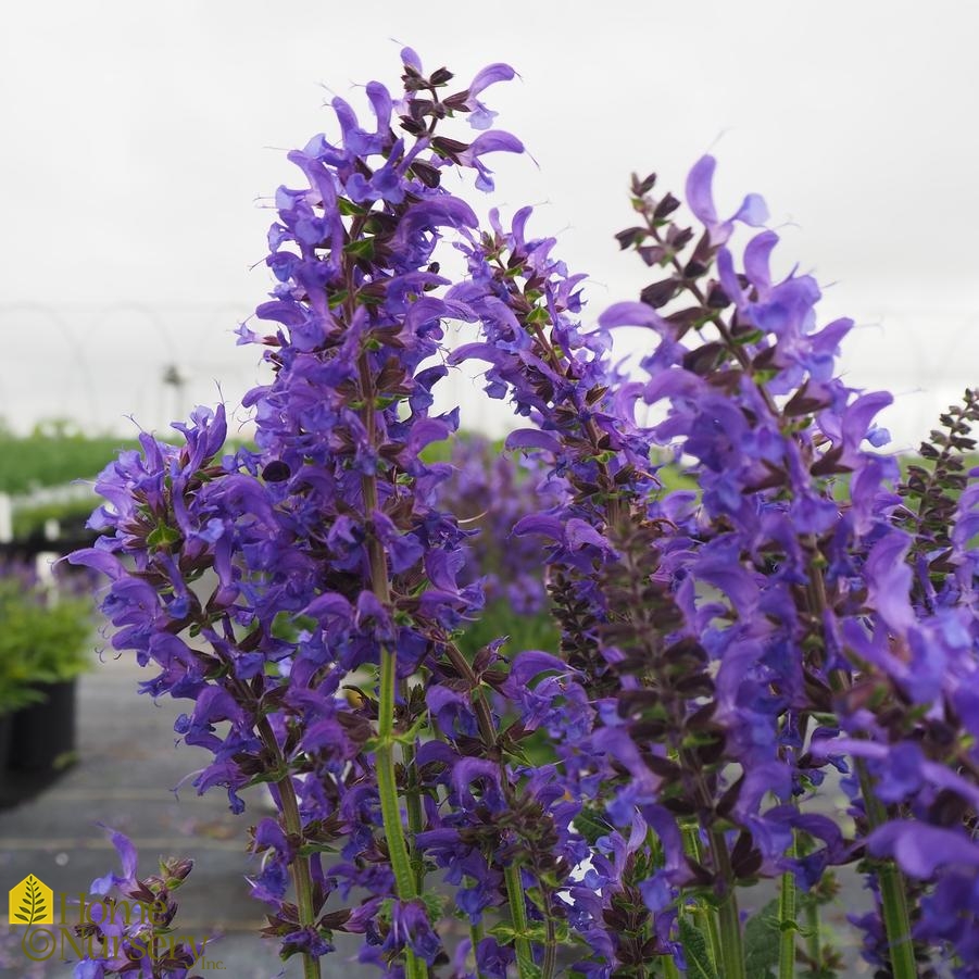 Salvia nemerosa Color Spires® 'Indiglo Girl'