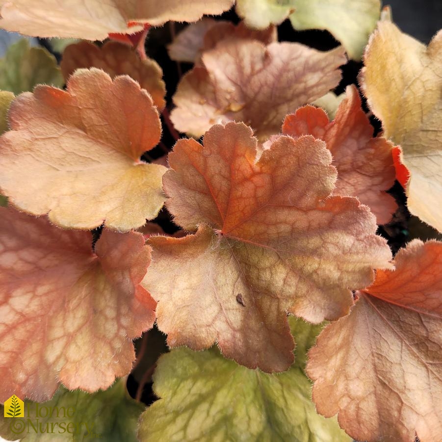 Heuchera x Dolce® 'Toffee Tart'