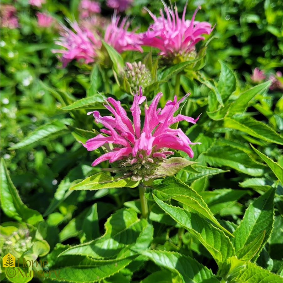 Monarda didyma 'Pardon My Pink'