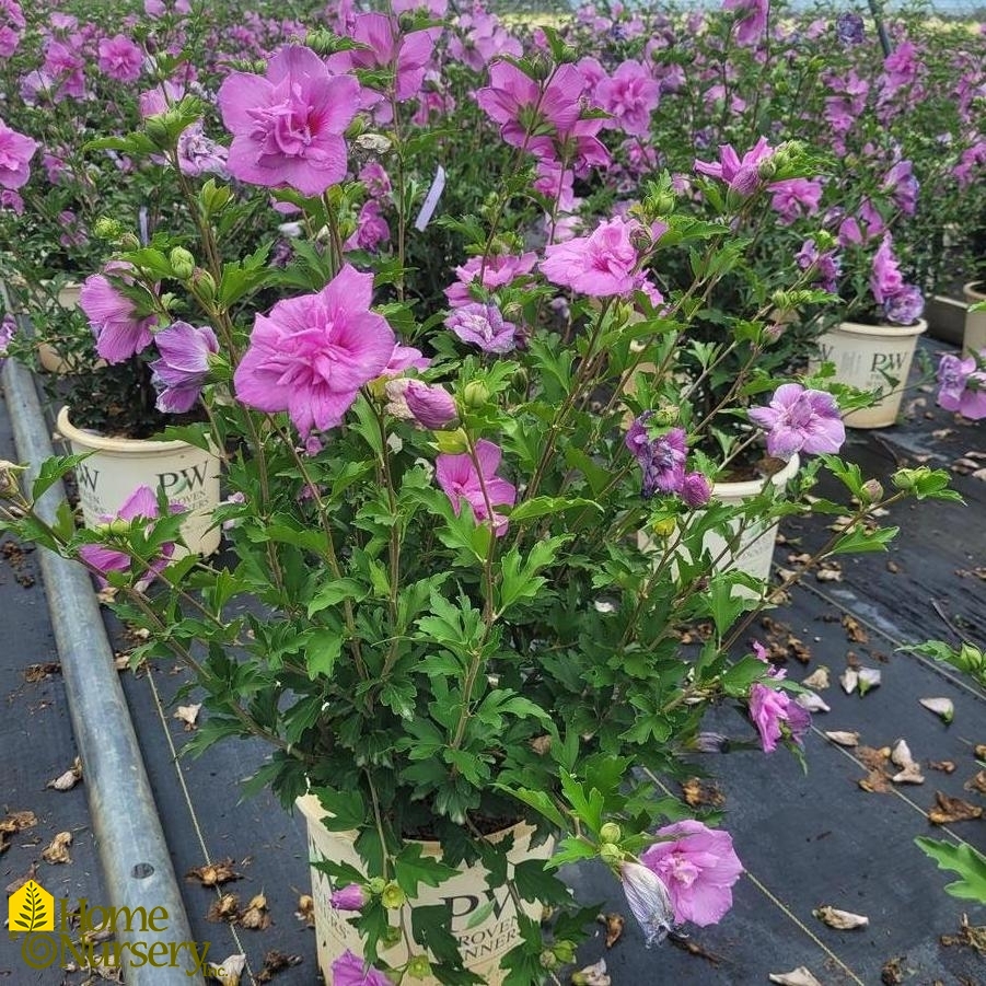 Hibiscus syriacus Dark Lavender Chiffon®