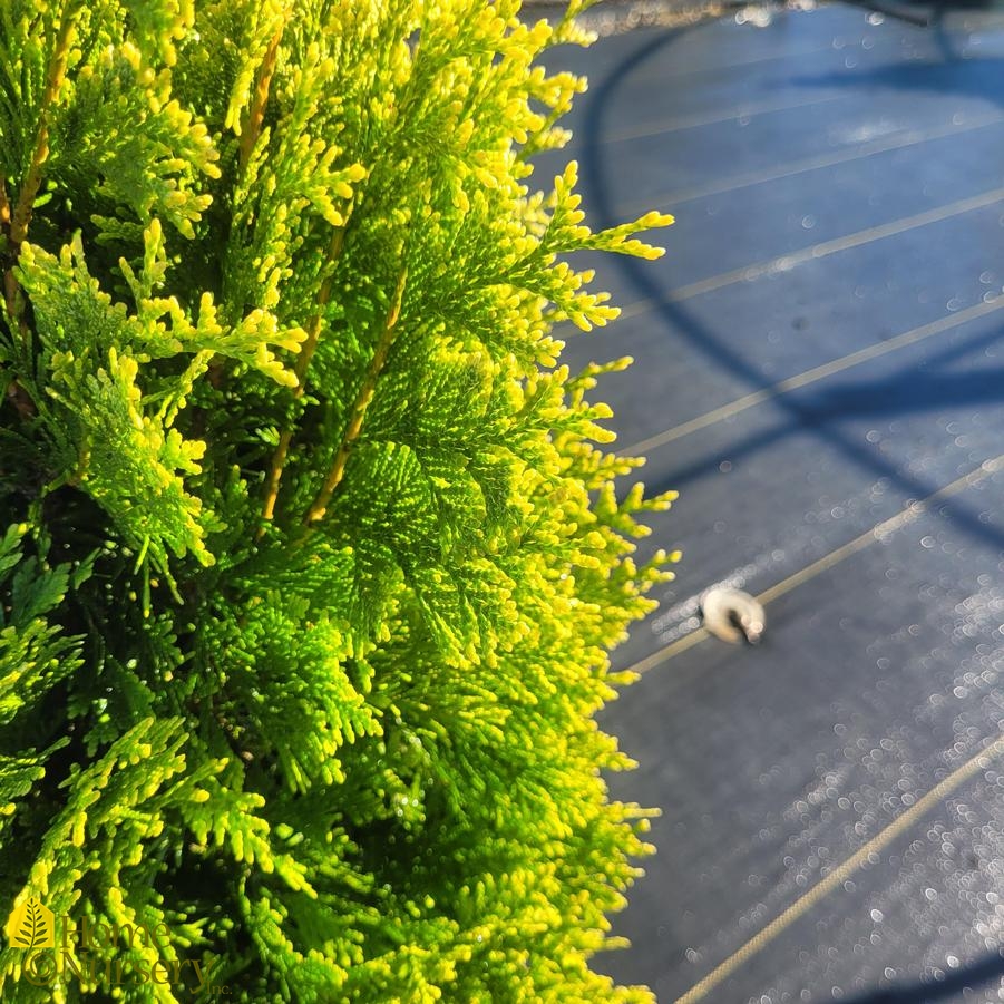 Thuja occidentalis Cheer Drops™