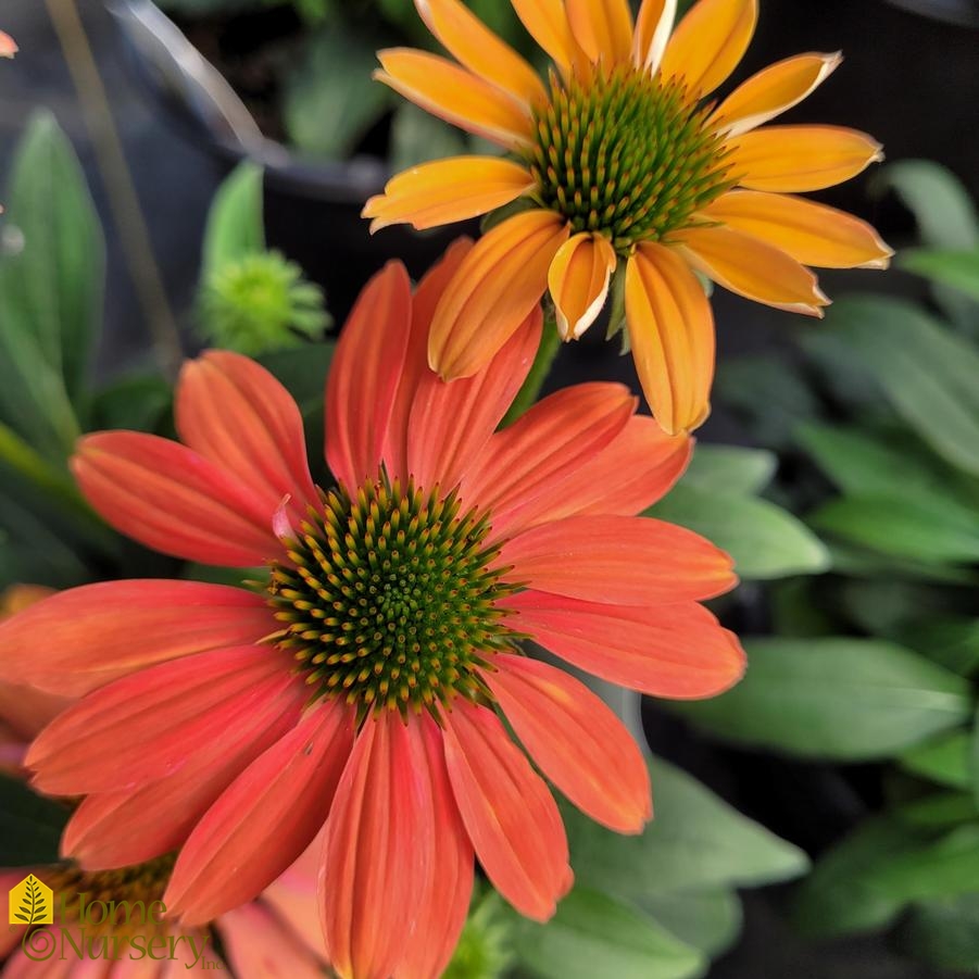 Echinacea Artisan™ Collection Soft Orange