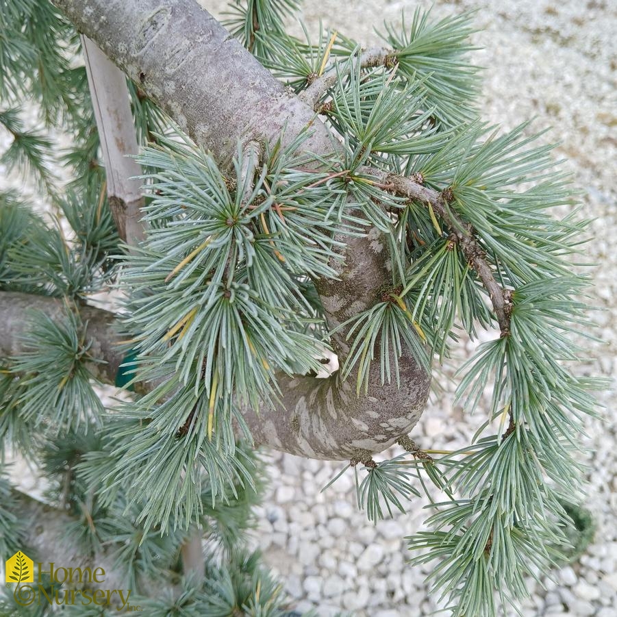 Cedrus atlantica 'Glauca Pendula' (Serpentine)