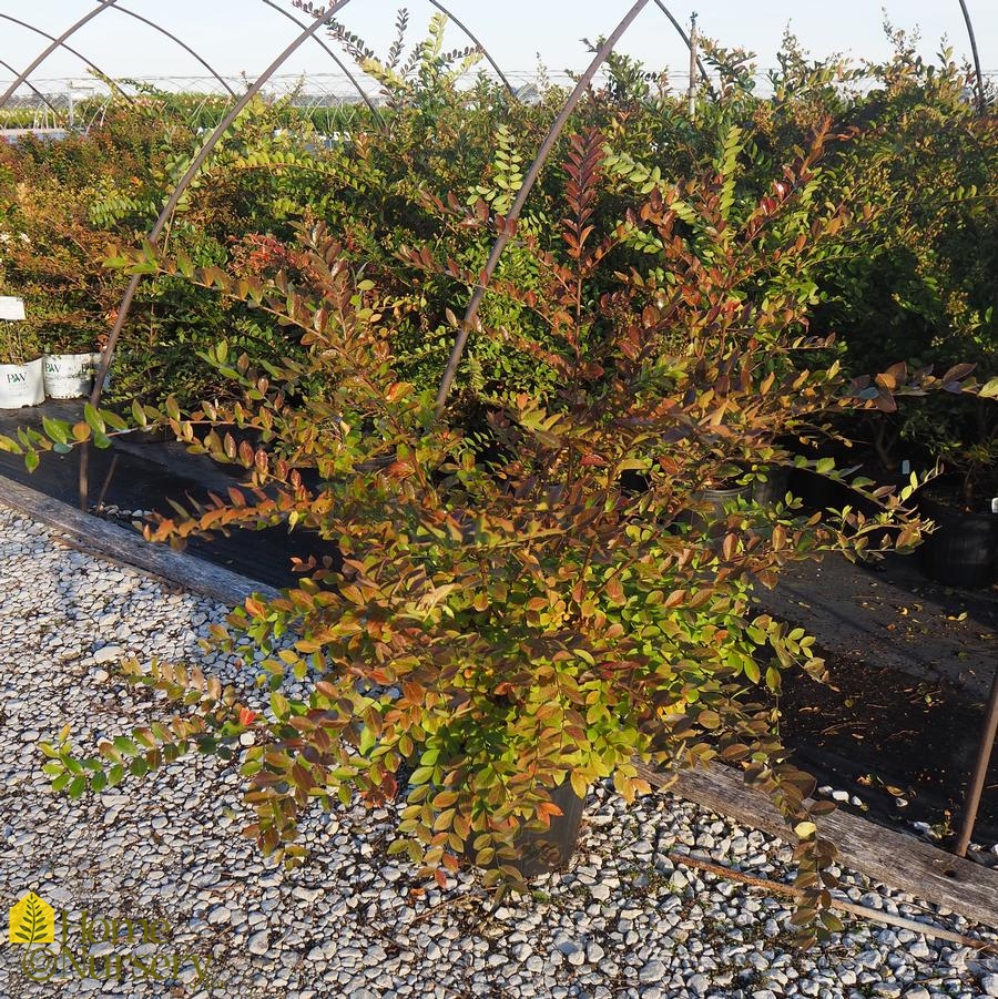 Lagerstroemia indica x fauriei 'Acoma'