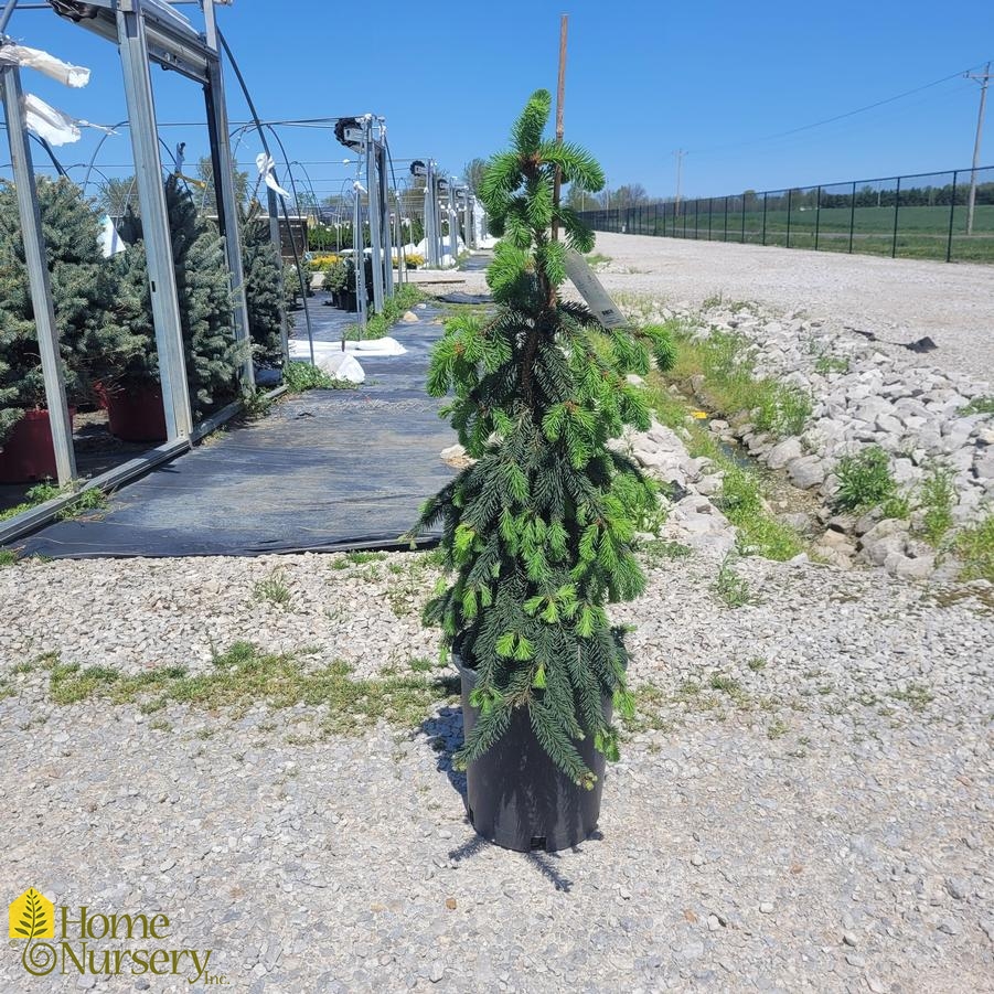 Picea abies 'Pendula'