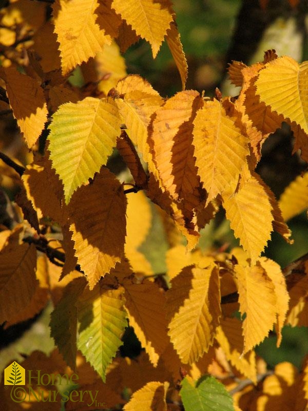 Carpinus betulus Emerald Avenue®