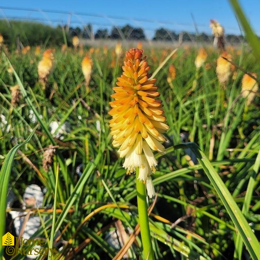 Kniphofia x Pyromania® 'Hot and Cold'