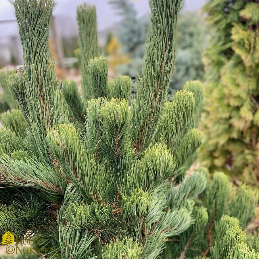 Pinus nigra 'Oregon Green'