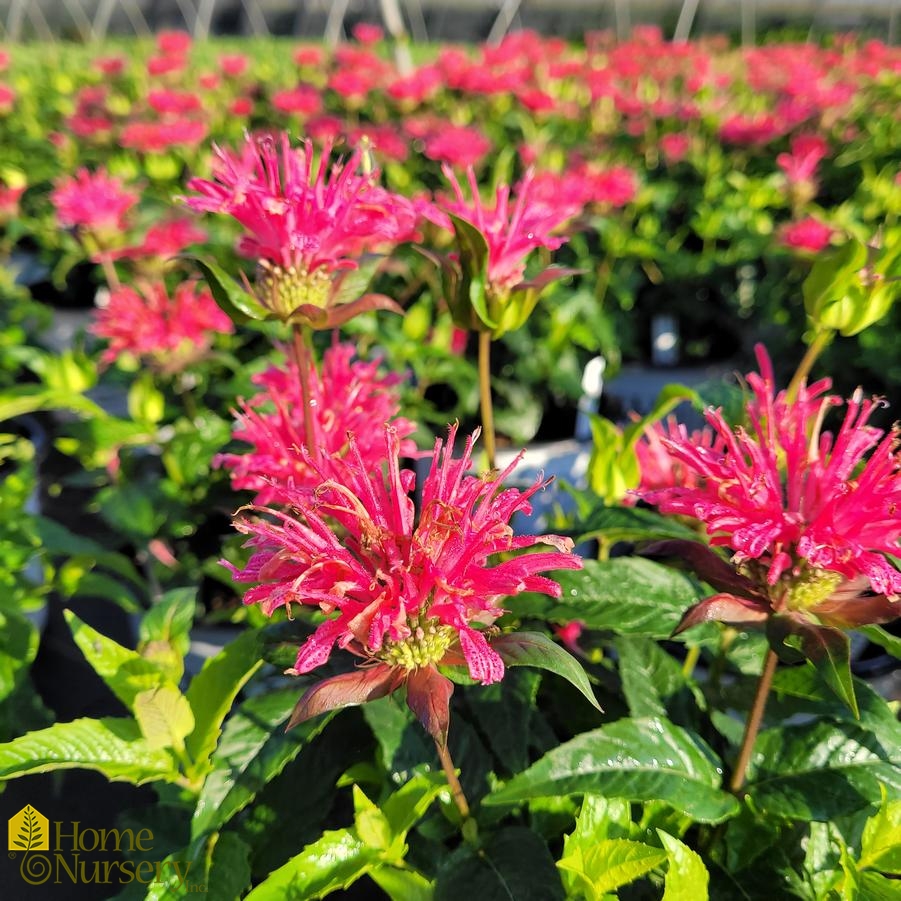 Monarda didyma 'Pardon My Rose'