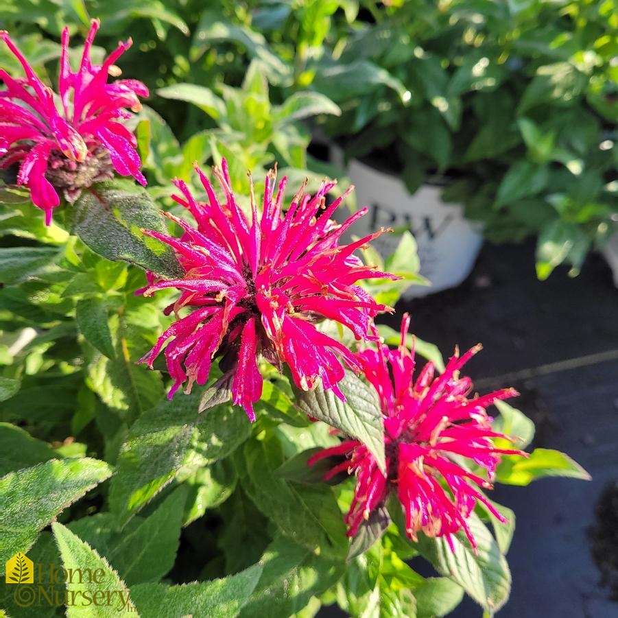 Monarda x 'Leading Lady Razzberry' Beebalm from Home Nursery