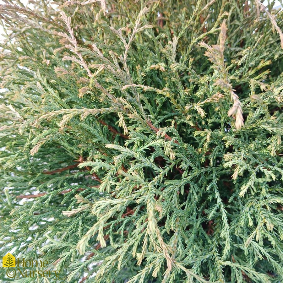 Thuja occidentalis Mr. Bowling Ball®