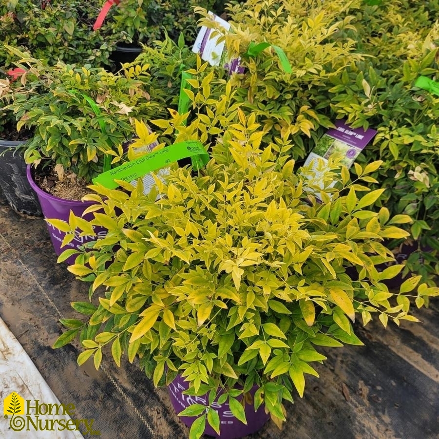 Nandina domestica Cool Glow™ Lime