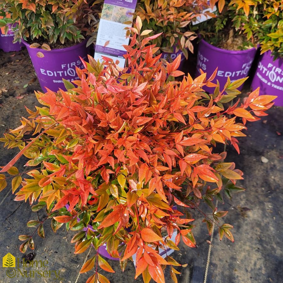 Nandina domestica Cool Glow™ Peach