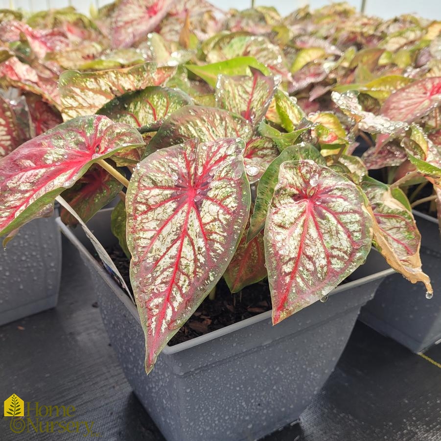 Caladium hortulanum Heart to Heart® 'Xplosion'