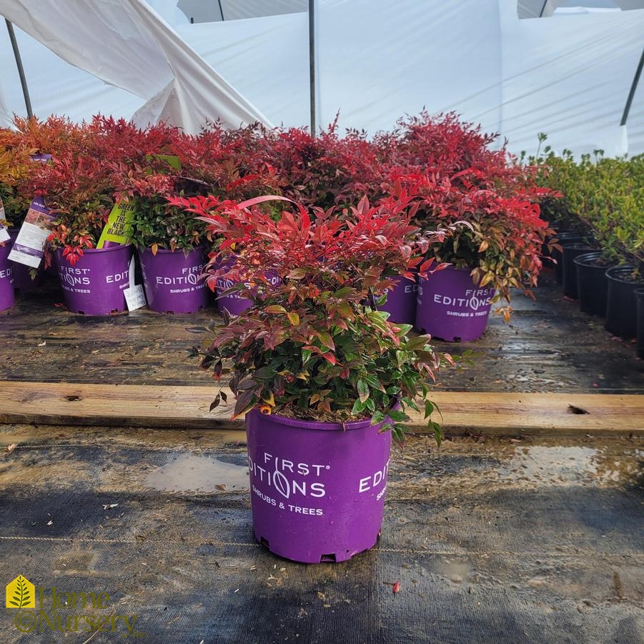 Nandina dom Cool Glow™ Pomegranate