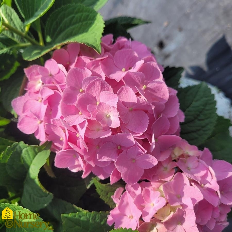 Hydrangea macrophylla Let's Dance Sky View®