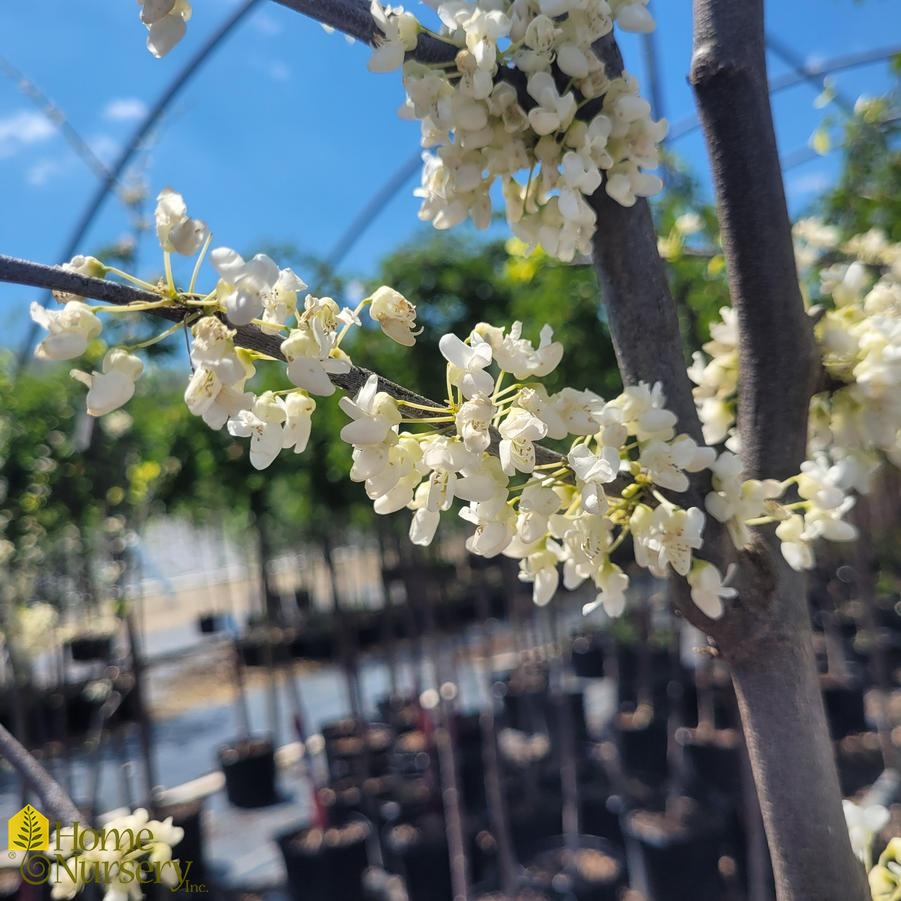 Cercis canadensis f. alba 