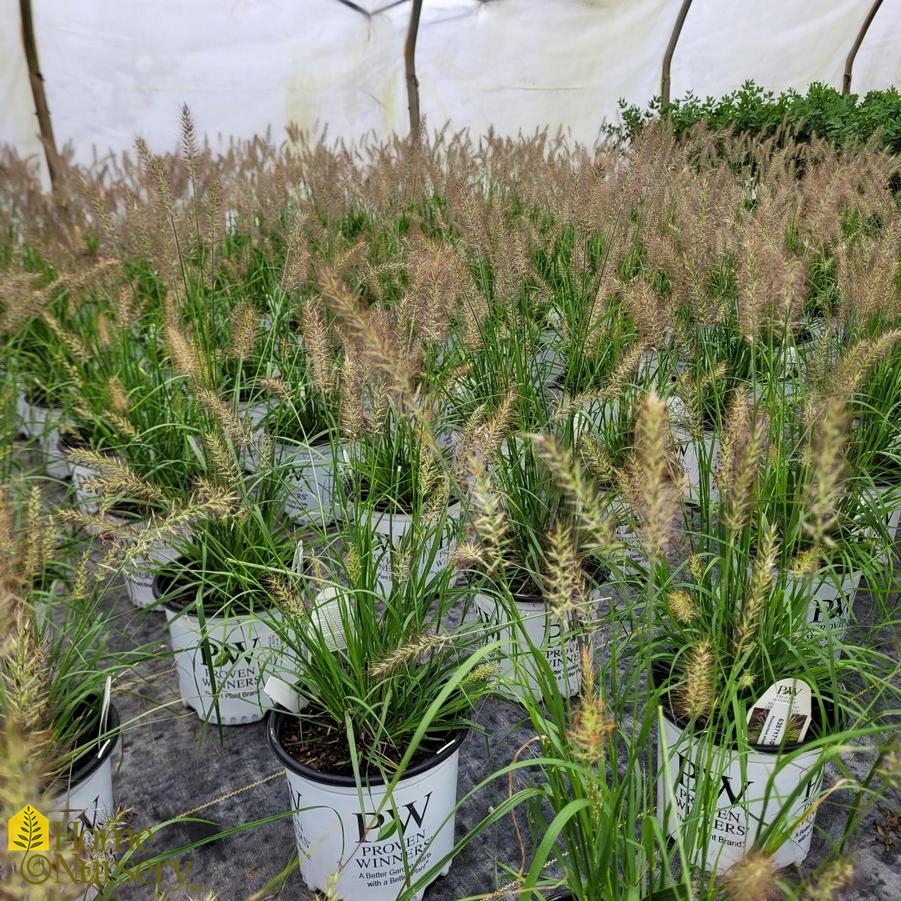 Pennisetum alopecuroides Prairie Winds® 'Lemon Squeeze'