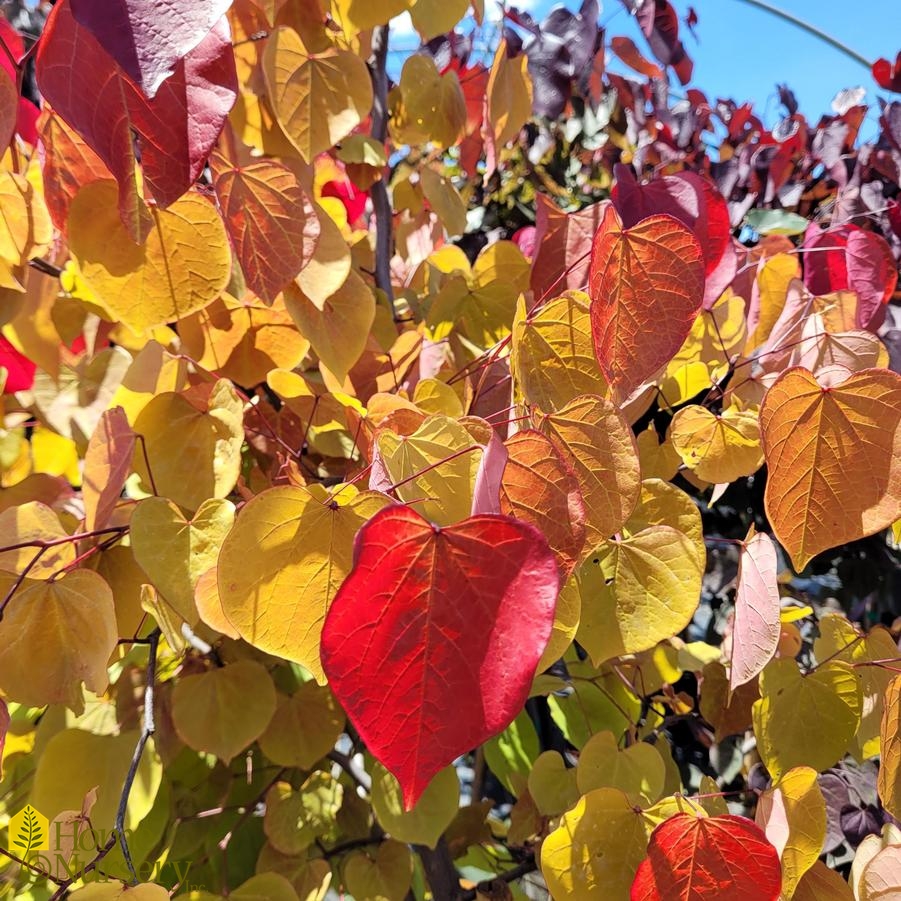 Cercis canadensis Flame Thrower®