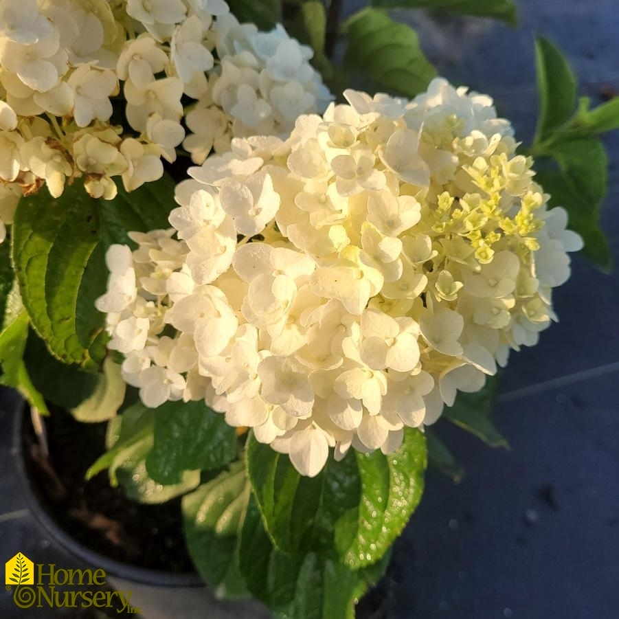 Hydrangea Paniculata Little Hottie®