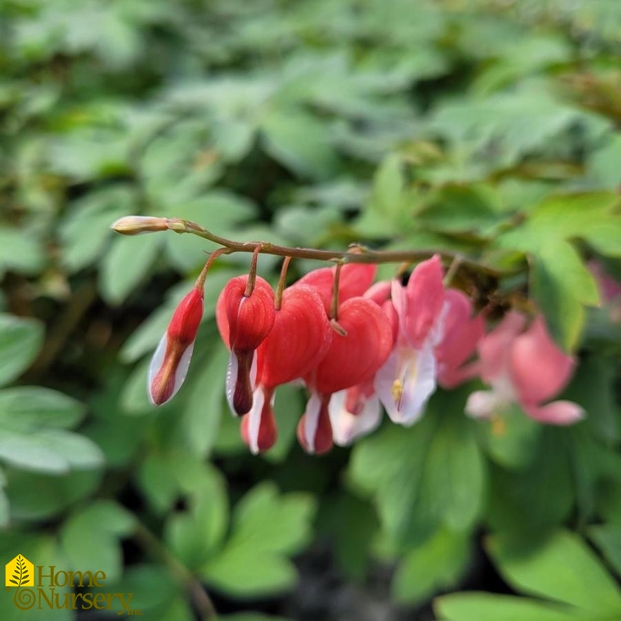 Dicentra Pink Diamonds Fern-leaved Bleeding Heart from Home Nursery